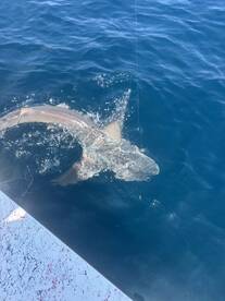 Trout Bite is on FIRE , BIG SHARKS lots 