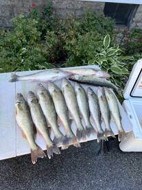 The day bite is on!