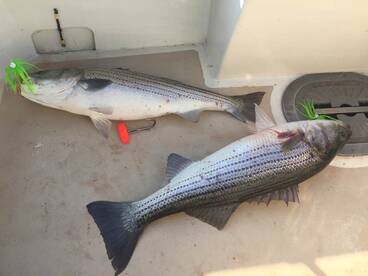 Montauk Report Photo 2