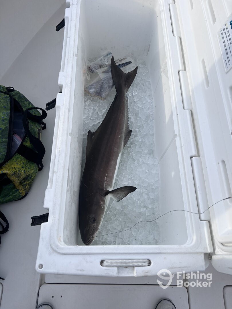Little dinner and a show Cobia and 3/3 sailfish