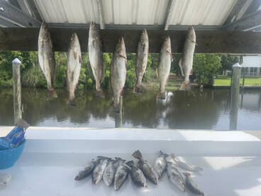 Trout showdown