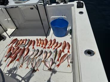 Vermillion snapper and white snapper