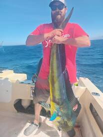 Bull Dorado