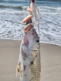 Kure Beach Report Photo 1