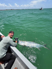 The tarpon are here!