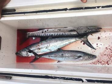 Readys to be cooked at board!