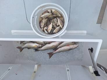 June is the best time to come Rockfishin