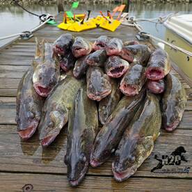 Walleye and Snake Counting 