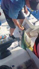 Puerto Morelos Report Photo 2