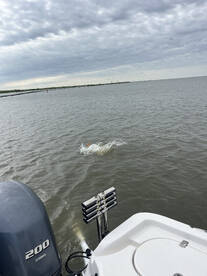 St. Bernard Report Photo 2