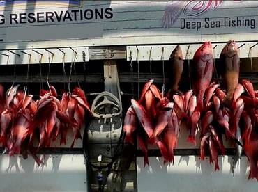 RED SNAPPER SEASON IS HERE!!!