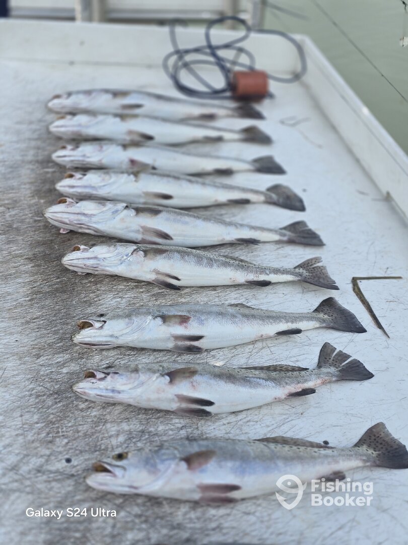 South Padre Island Report Photo 0