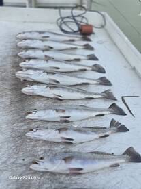 Trout Bite was on Fire yesterday morning