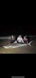 Tiger sharks are thick