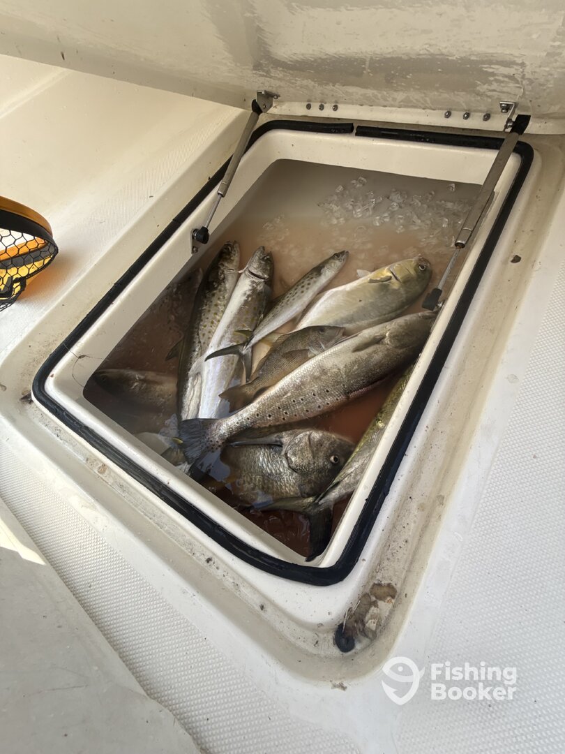 Dauphin Island Report Photo 0
