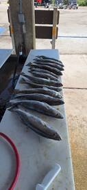 Copano Bay Report Photo 2