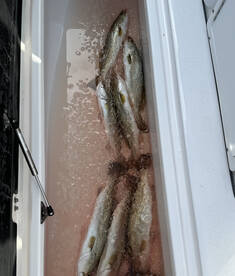Aransas Bay Report Photo 1