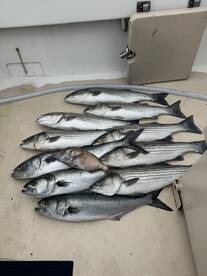 Montauk Report Photo 2