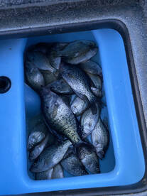 Crappie fishing has been great recently!
