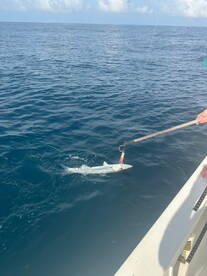 Snapper 2025 wide open