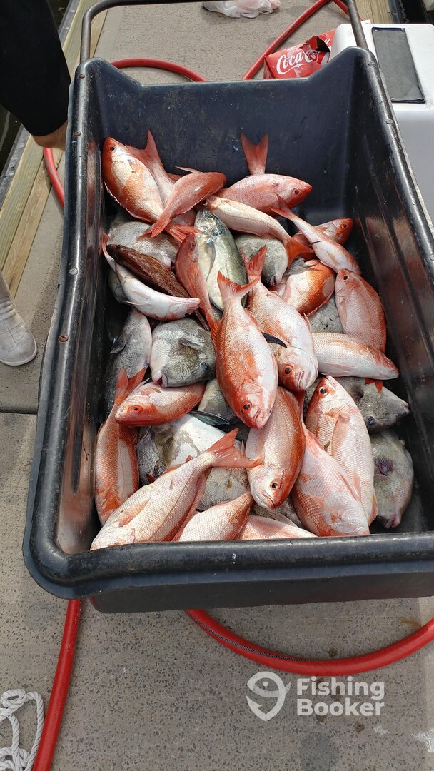35 Vermillion Snapper, 17 Trigger Fish, Amberjack