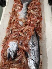 Fraser River Report Photo 1