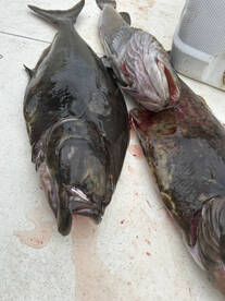 Washington Coast Report Photo 1