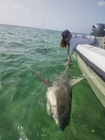 Big bull shark