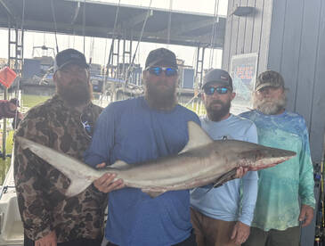 Fiesty Shark Day