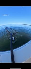 Salmon season is finally here!!! 