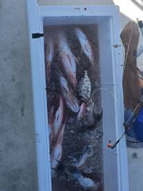 Red Snapper Season Opening Week  ! 