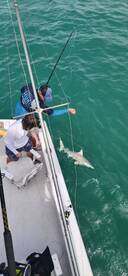 Windy day shark fishing