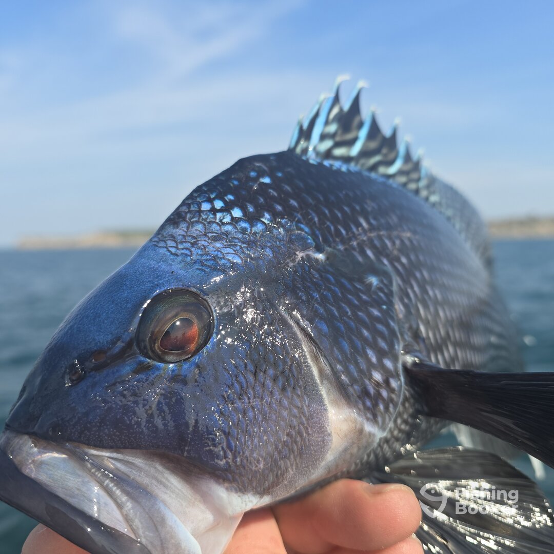 Narragansett Report Photo 0