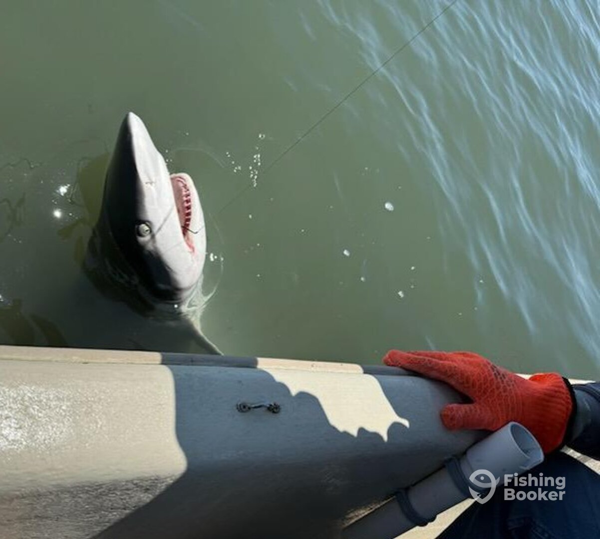 Chincoteague Report Photo 0