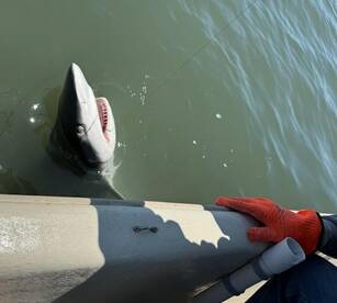 Family Fun Fishing (and Sharks too)!