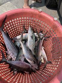 Spanish Mackerels have arrivied!