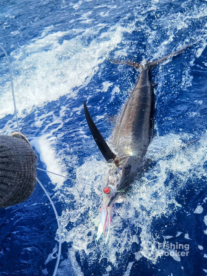 Blue Marlin