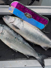 Really great Coho fishing June 6th!