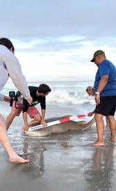 NJ Shark Fishing Season Begins!
