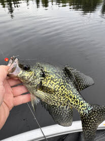 Rhinelander Report Photo 1