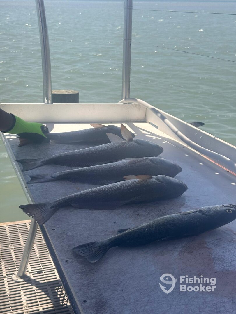 South Padre Island Report Photo 0