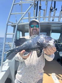 Sea bass haul 