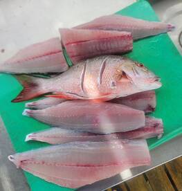 Reeffishing