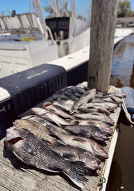 Solid Seabass Fishing Continues!!!