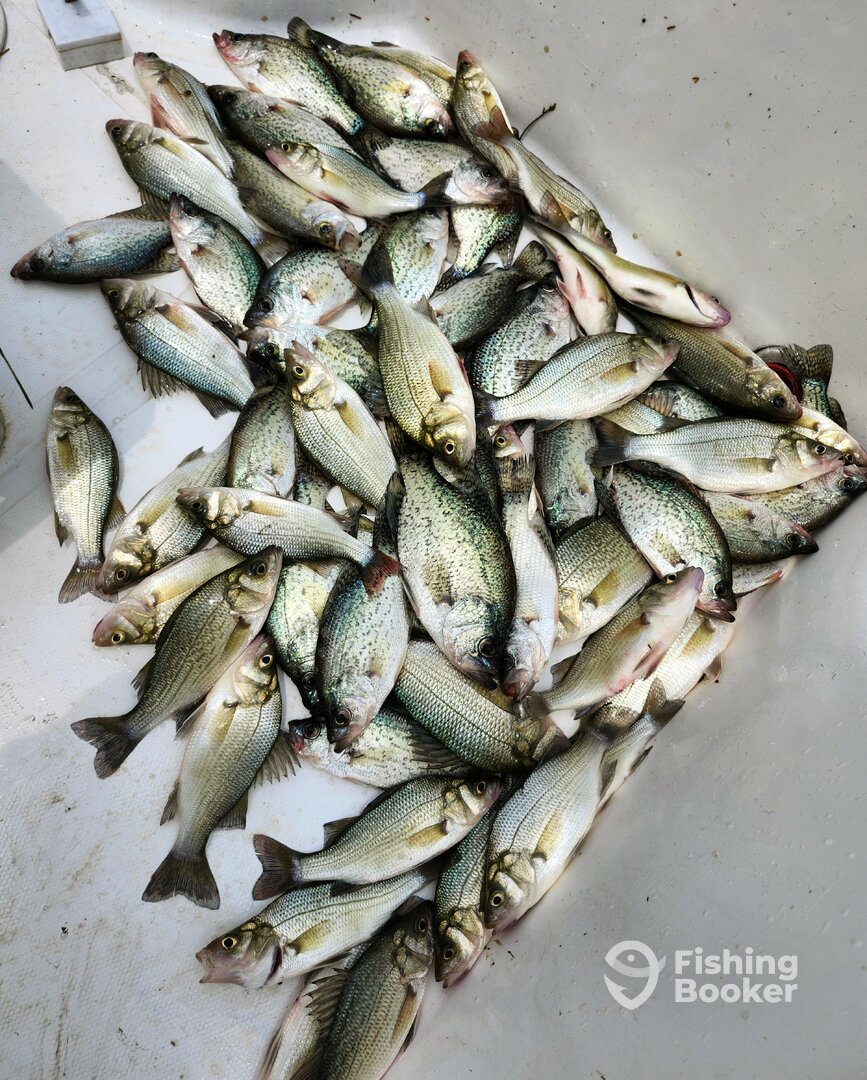 100 White Perch & Crappie