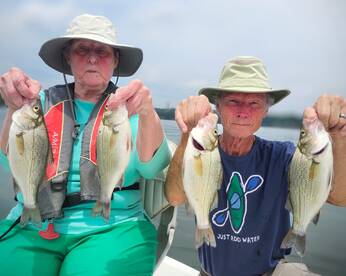 JUMBO white perch
