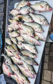 Cooler Full of white perch