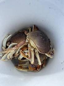 Spring Chinook and crabbing is starting