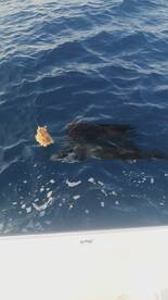 Sails and mahi were today's catch.  A st