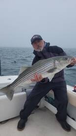 Striped Bass are here! 